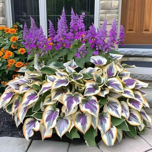 Colored hosta seeds | 1000 Pcs per Pack