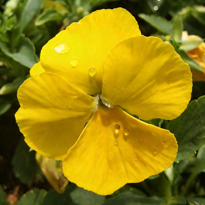 Pansy seeds | 1000pcs Per Bag