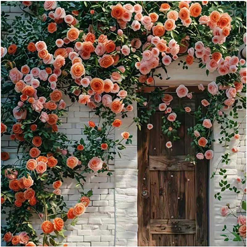Climbing Rose Seed | 500 Pcs per Pack