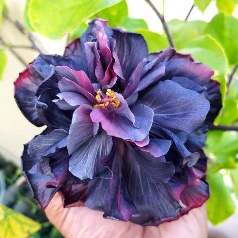 Furong seeds | 100 Pcs per Pack