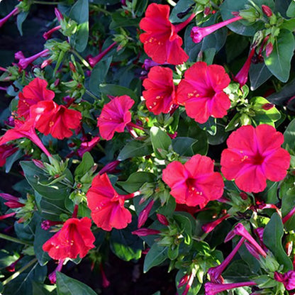 Jasmine flower seeds | 100 Pcs per Pack