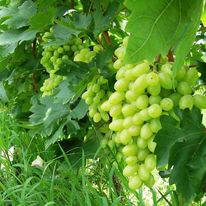 Grape Seeds | 60pcs Per Bag