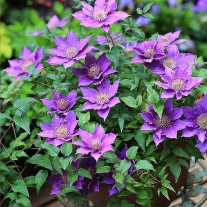 Clematis Flower Vine Seed  | 188pcs Per Bag