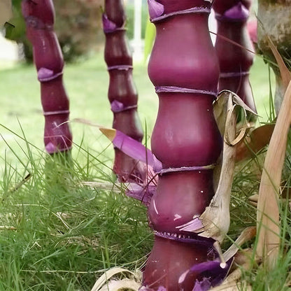 Bamboo seeds | 200pcs Per Bag