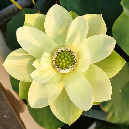 Bowl lotus | Miniature lotus Seed |50pcs Per bag