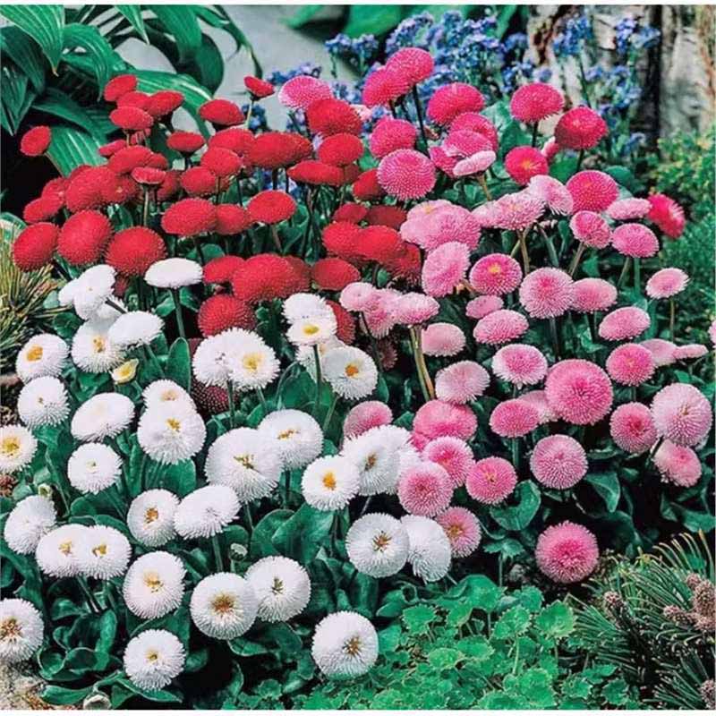 Daisy Seeds | 10 Grams Per Bag