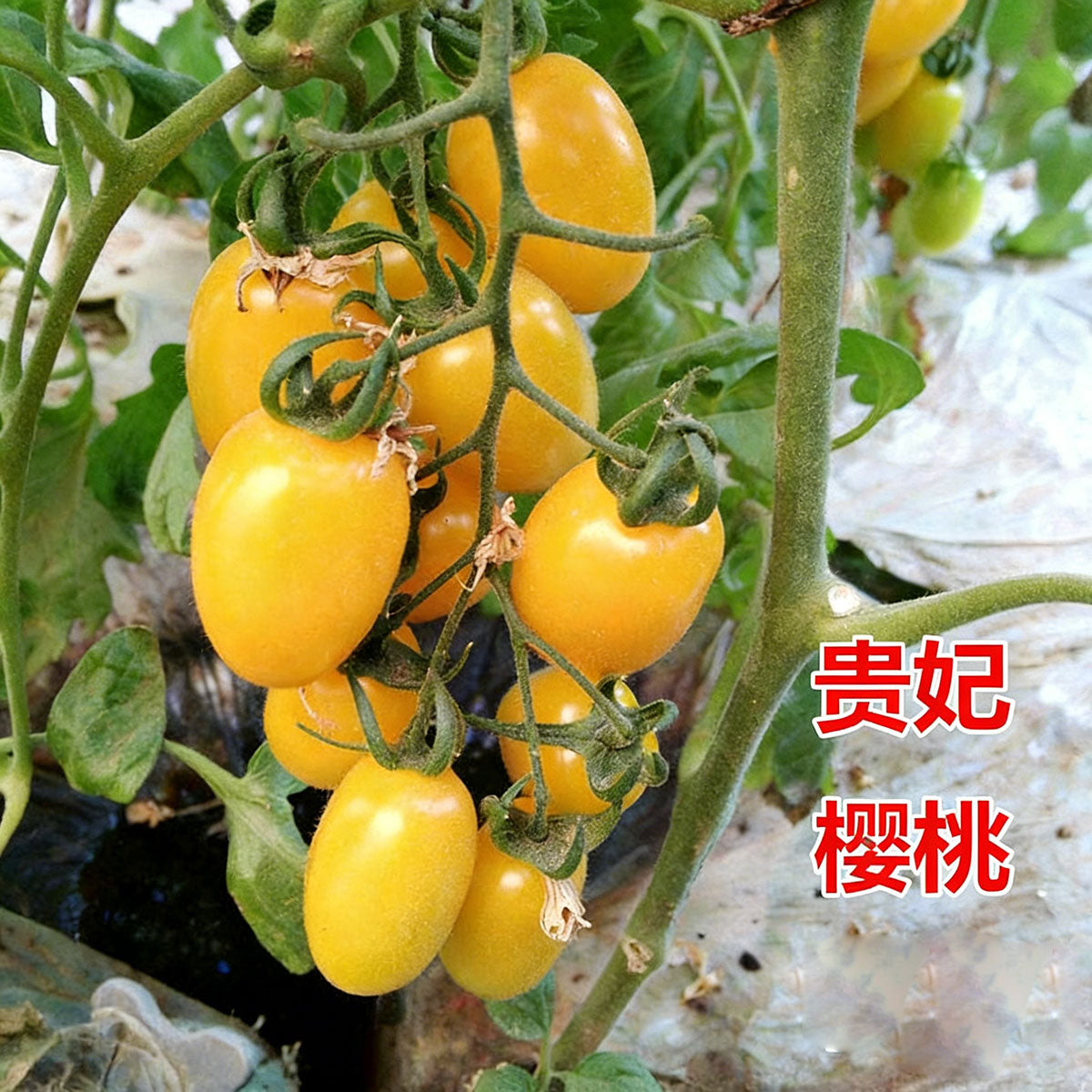 Tomato seeds | 50-200 Pcs per Pack