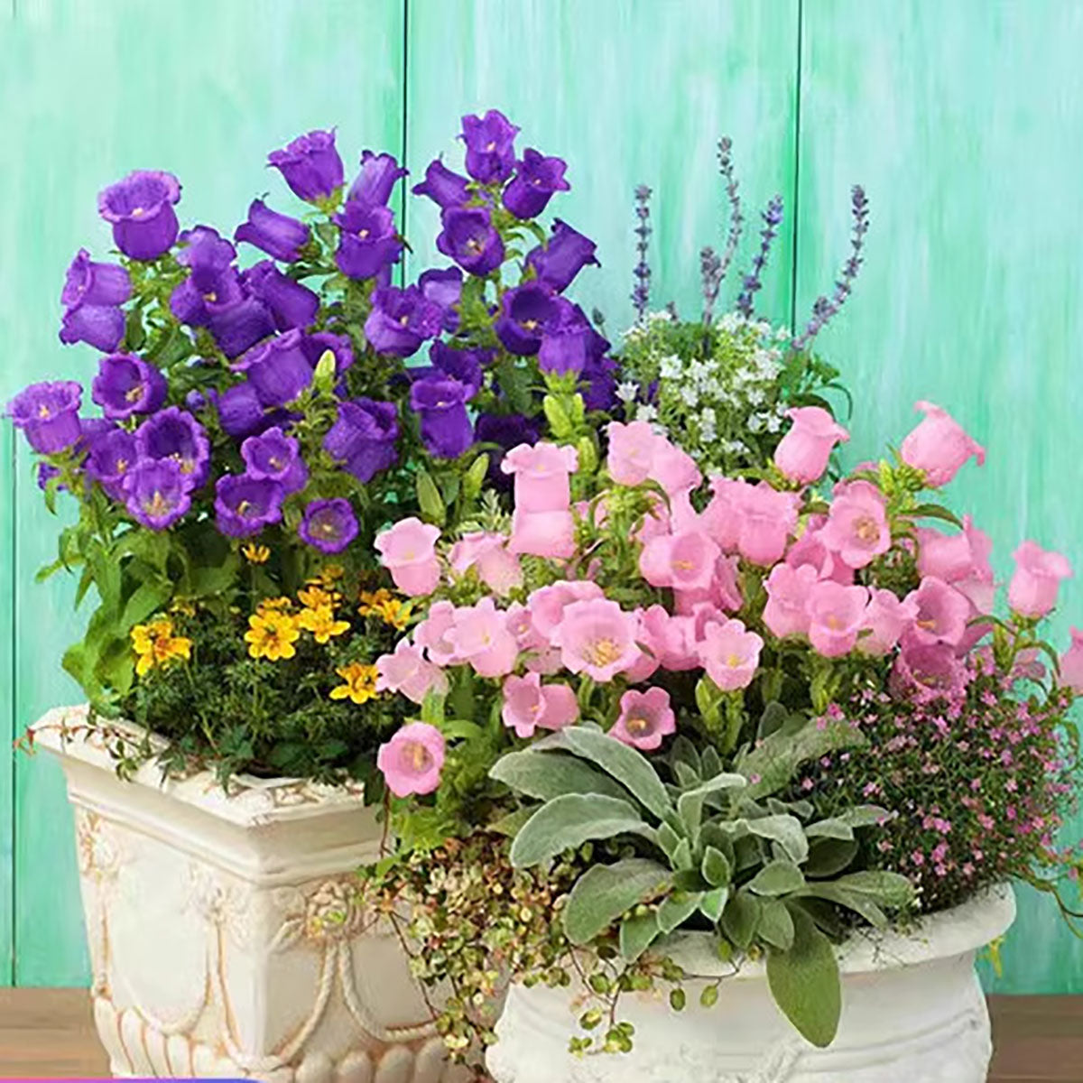Wind chime flower seeds | 1000 Pcs per Pack