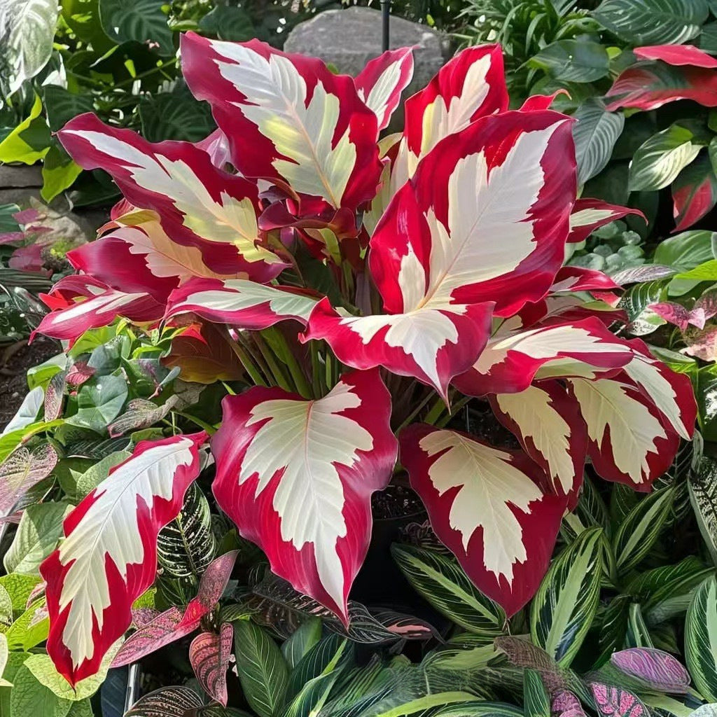 Caladium bicolor seeds | 1000 Pcs per Pack