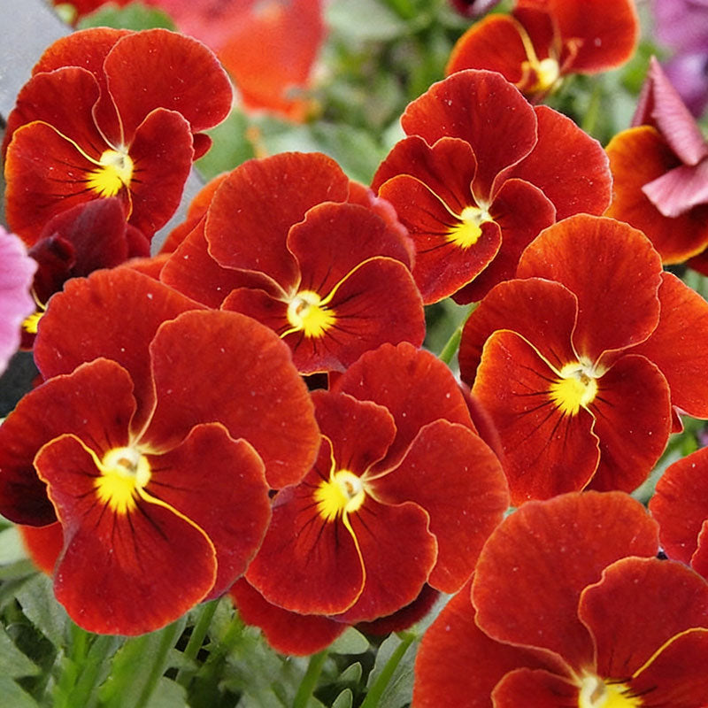 Pansy seeds | 1000pcs Per Bag