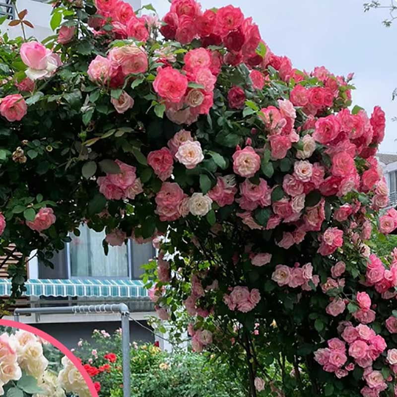 Climbing Rose Seed | 500 Pcs per Pack