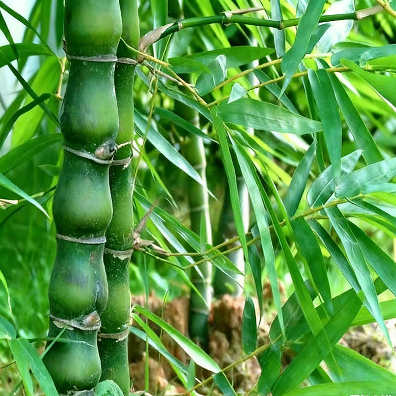 Bamboo seeds | 200pcs Per Bag