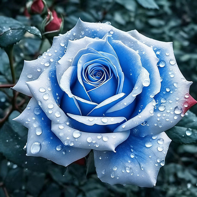 Rose flower Seeds | 500pcs Per Bag