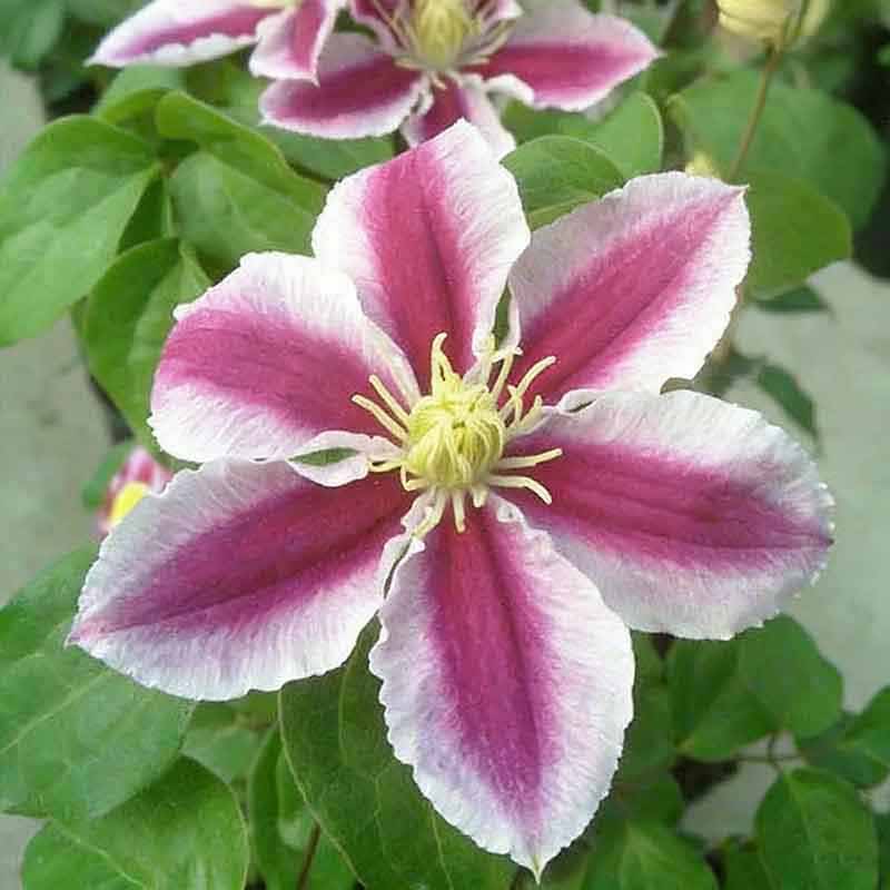 Clematis Flower Vine Seed  | 188pcs Per Bag