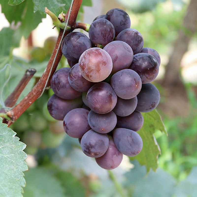Grape Seeds | 60pcs Per Bag