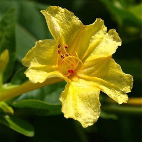Jasmine flower seeds | 100 Pcs per Pack