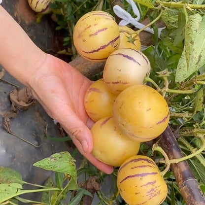 Ginseng Fruit Seeds | 50pcs Per Bag