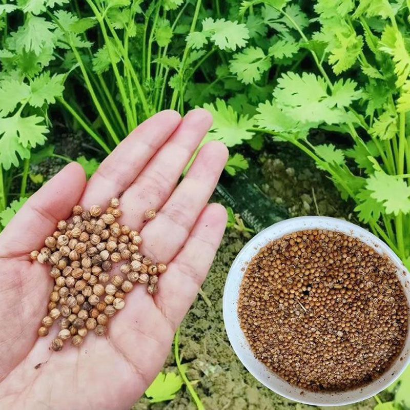 Coriander Seeds | 300pcs Per Bag
