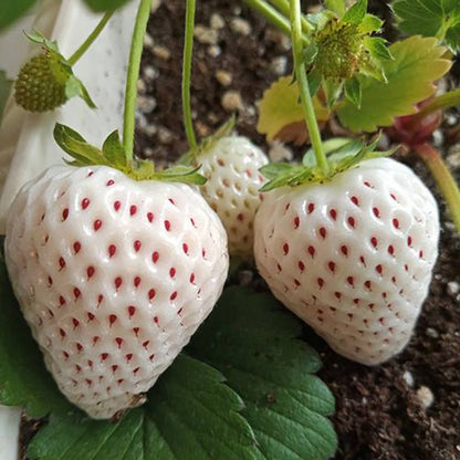 Strawberry Seeds | 200pcs Per Bag