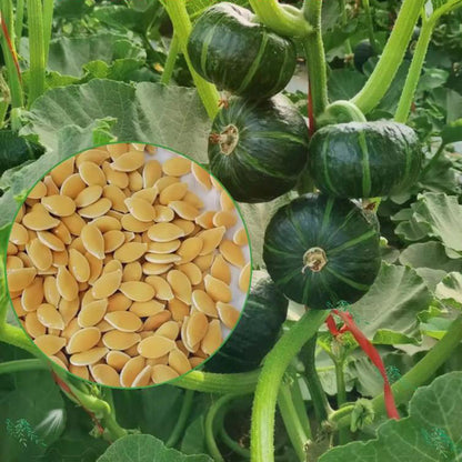 Pumpkin Seeds | 25pcs Per Bag