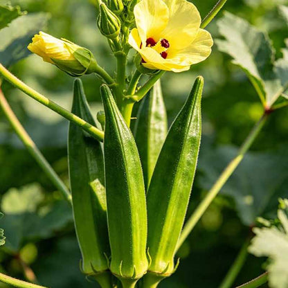 Okra Seeds | 5 grams Per Bag (approximately 90 grains)