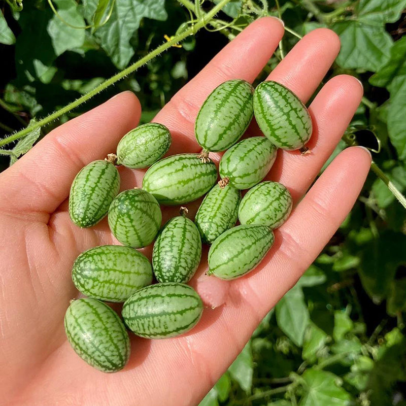 Watermelon Seeds | 40pcs Per Bag