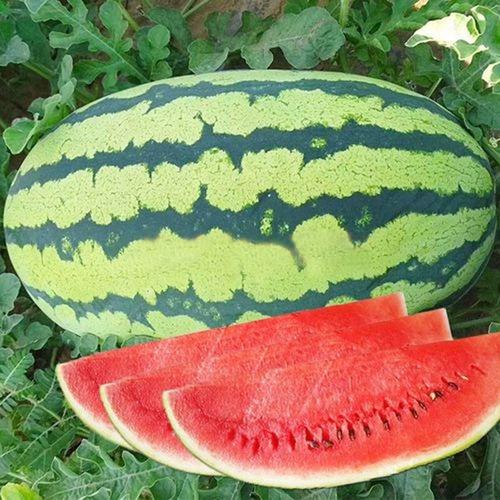Watermelon Seeds | 40pcs Per Bag