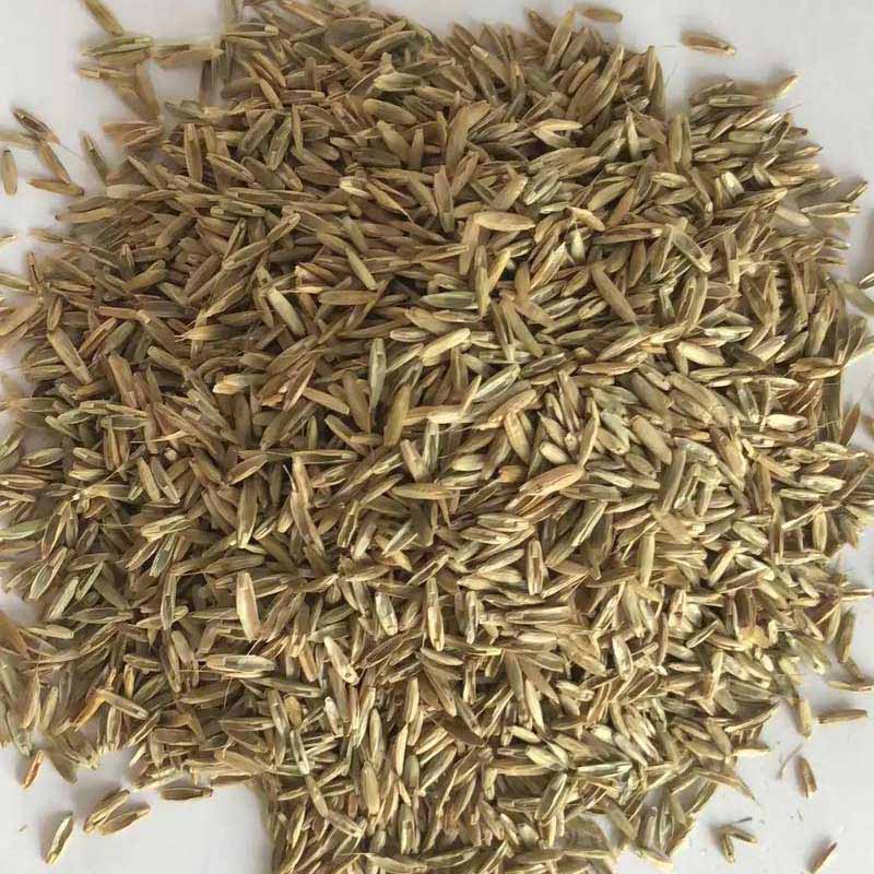 Calendula seeds | 1000pcs Per Bag