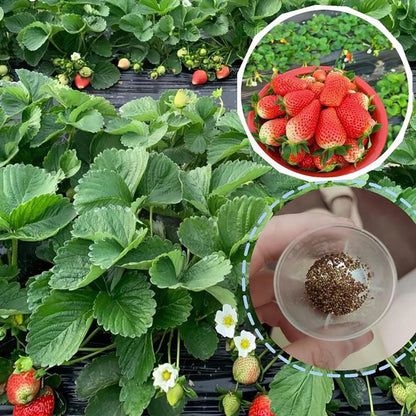 Strawberry Seeds | 200pcs Per Bag