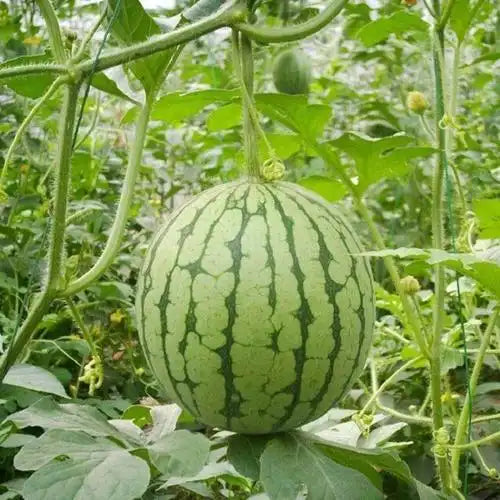 Watermelon Seeds | 40pcs Per Bag