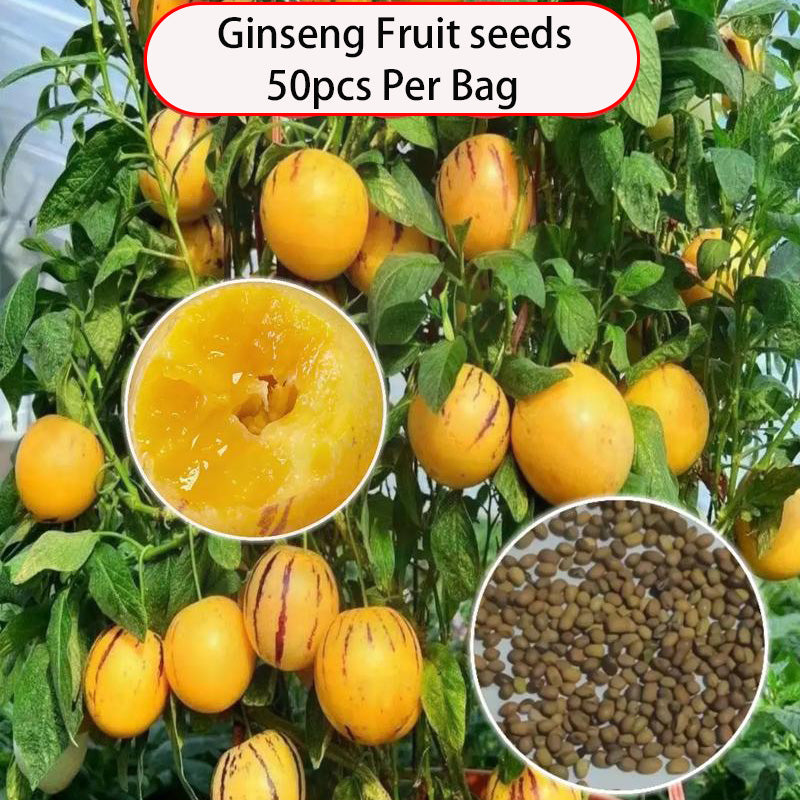 Ginseng Fruit Seeds | 50pcs Per Bag