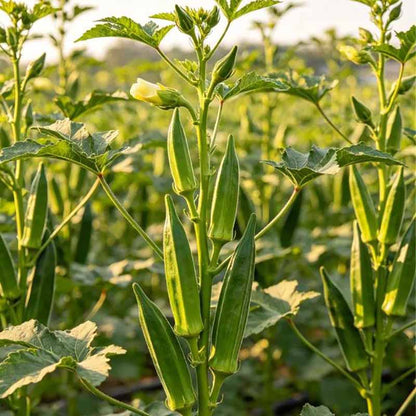 Okra Seeds | 5 grams Per Bag (approximately 90 grains)