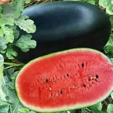 Watermelon Seeds | 40pcs Per Bag