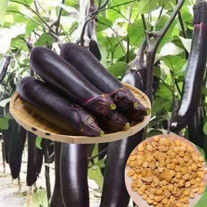 Eggplant Seeds | 300pcs Per Bag